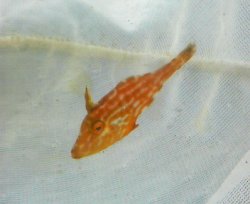 画像2: 《近海産海水魚》ウマヅラハギ幼魚（レアサイズ）‥当店ハンドコート採取