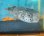 画像1: 《近海産海水魚》ネズミフグ(MLサイズ) (1)