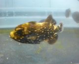 《近海産海水魚》アミモンガラ　幼魚…ハンドコート採取