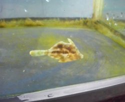 画像1: 《近海産海水魚》ヨソギ（雌）…ハンドコート採取