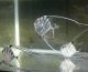 《近海産海水魚》イトヒキアジ幼魚（1匹）…ハンドコート採取・・特別（お客様感謝）セール中商品（期間限定）