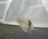 テングハギ幼魚（種判別不可能サイズ）