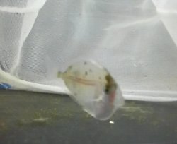 画像1: テングハギ幼魚（種判別不可能サイズ）