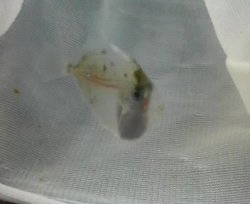 画像2: テングハギ幼魚（種判別不可能サイズ）