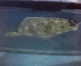 《近海産海水魚》メイタガレイ…ハンドコート採取