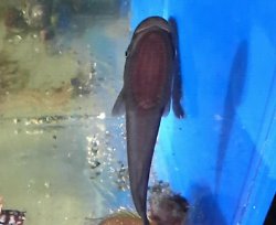 画像2: 《海水魚》コバンザメ（クロコバン）(1匹)…ハンドコート