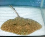 《近海産海水魚》ツマリカスベ（Sサイズ）…ハンドコート採取