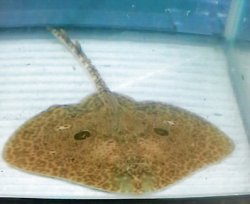 画像1: 《近海産海水魚》ツマリカスベ（Sサイズ）…ハンドコート採取