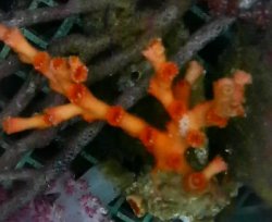 画像1: オキノセキサンゴ