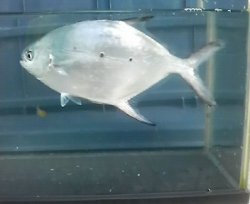 画像1: 《近海産海水魚》コバンアジ…ハンドコート採取