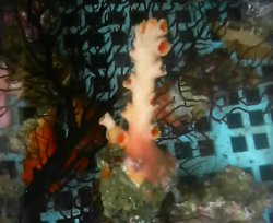 画像2: オキノセキサンゴ(約10センチ）