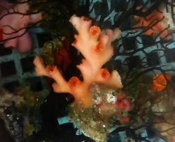 画像1: オキノセキサンゴ(約5センチ）