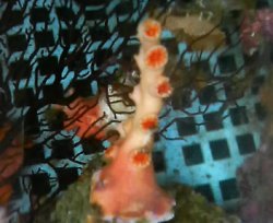 画像1: オキノセキサンゴ(約10センチ）