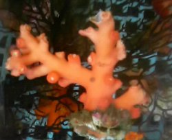 画像2: ボシュマキサンゴ（約10センチ前後）・・ホワイトポリプ