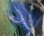 画像1: フトヤギ　ブルー（約10センチ） (1)