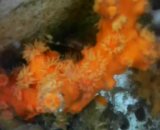 オノミチキサンゴ（約12センチ）