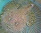 《近海産海水魚》アンコウ（Ｓサイズ）・・・貴重サイズ