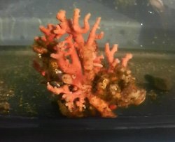 画像1: サンゴモドキ(約5センチ)