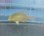 画像1: 《近海産海水魚》【珍】メダイのSSサイズ(1匹)…ハンドコート採取 (1)