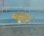 画像3: 《近海産海水魚》【珍】メダイのSSサイズ(1匹)…ハンドコート採取 (3)