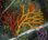画像2: イソハナビの３色着床物(レッド、オレンジ、イエロー） (2)