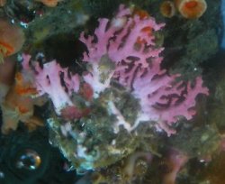 画像2: サンゴモドキ０１（約3センチ）・・土台約5センチ（20％ｏｆｆセール）
