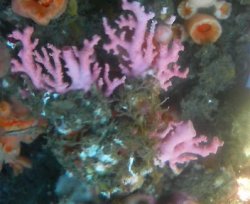 画像1: サンゴモドキ０１（約3センチ）・・土台約5センチ（20％ｏｆｆセール）