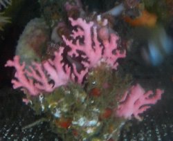 画像4: サンゴモドキ０１（約3センチ）・・土台約5センチ（20％ｏｆｆセール）