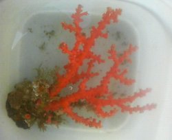 画像1: ボシュマキサンゴ（約30センチ前後）・・土台単体サンゴ着床