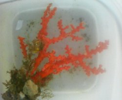 画像2: ボシュマキサンゴ（約30センチ前後）・・土台単体サンゴ着床