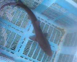 画像2: 《近海産海水魚》エイラクブカ(XLサイズ）1匹…ハンドコート採取