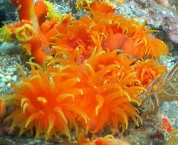 画像6: 《近海産海洋生物類》☆★ハナタテ★☆（Mサイズフリー個体）…