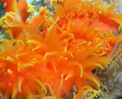 画像5: 《近海産海洋生物類》☆★ハナタテ★☆（Mサイズフリー個体）…