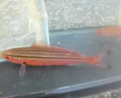 画像3: 《近海産海水魚》イッセンタカサゴ…ハンドコート採取