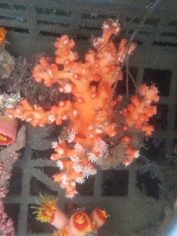 画像2: ☆☆ボシュマキサンゴ（約12センチ前後）・・ホワイトポリプ開花中