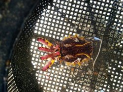 画像5: 《近海産甲殻類》ハナイカ（Lサイズ）貴重な雌個体（1匹）…ハンドコート採取