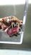 画像1: 《近海産甲殻類》ウスイロサンゴヤドカリ　2匹セット…当店ハンドコート採取 (1)