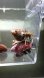 画像2: 《近海産甲殻類》ウスイロサンゴヤドカリ　2匹セット…当店ハンドコート採取 (2)