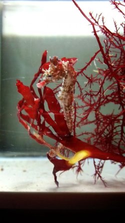 画像2: 《近海産海水魚類》ハナタツ幼魚（赤系ブリード個体）