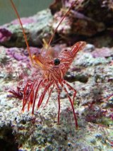 《近海産甲殻類》ヤイトサラサエビ(3匹セット)…当店ハンドコート採取