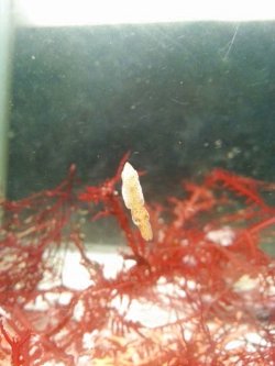 画像1: 《近海産甲殻類》世界最小のイカ・・ヒメイカの2匹セット…当店ハンドコート採取