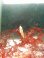 画像1: 《近海産甲殻類》世界最小のイカ・・ヒメイカの2匹セット…当店ハンドコート採取 (1)