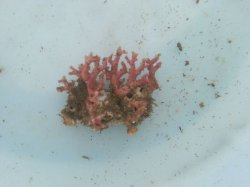 画像1: サンゴモドキ(約4センチ)