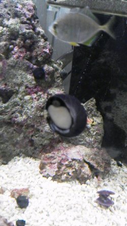 画像1: コケトリ貝（10個セット）