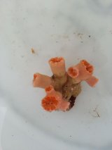 シロバナキサンゴ