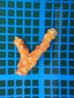 画像1: オノミチキサンゴ （約6センチ前後）