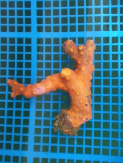 画像2: オノミチキサンゴ（10センチ前後）