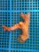 画像2: オノミチキサンゴ（10センチ前後） (2)