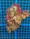 画像1: サンゴモドキ(約10センチ)・・・オススメ個体 (1)