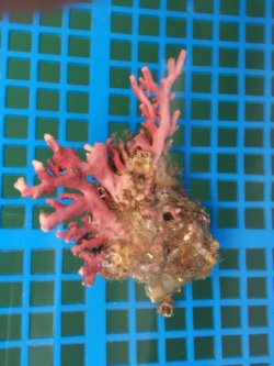 画像1: サンゴモドキ(8センチ前後）